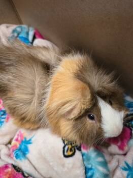 Rescue Guinea Pig Guinea Pigs for Adoption in Cincinnati, Ohio - Crumble | PetCurious